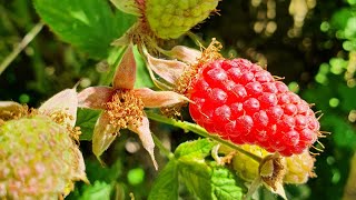 Loganberries raspberryblackberry hybrid are starting to ripen They are such a wonderful mix [upl. by Atikat]