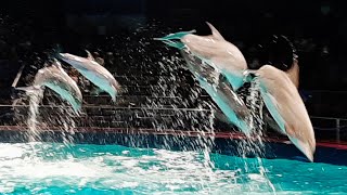 Dolfijnenshow Oceanica Dolfinarium 2021 [upl. by Kacie]