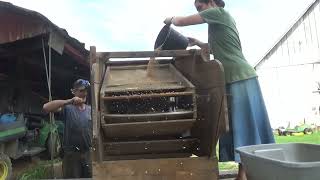 Winnowing wheat July 2022 [upl. by Kevin103]