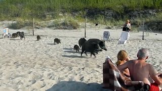 Polnische Überläufer Auf Usedom terrorisieren Wildschweine die Touristen  SPIEGEL TV [upl. by Laflam]