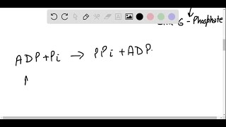 Write the sequence of steps and the net reaction required to calculate the cost in ATP molecules … [upl. by Ardekal]