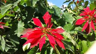 Poinsettia Euphorbia pulcherrima High Definition Video HD 06 [upl. by Jock]