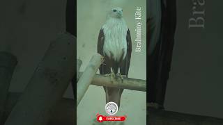 Brahminy kite brahminykite shorts birds [upl. by Siffre620]