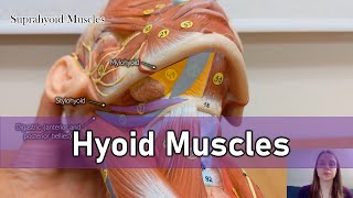 Hyoid muscles [upl. by Bobbe]