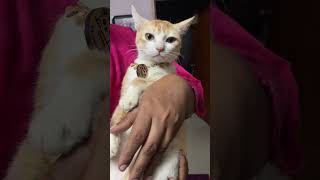 ❤️❤️ viralvideos cat kitten catlover catlovers viralshort [upl. by Nicolina]