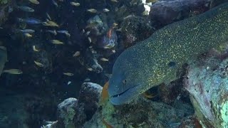 Eilatgolden Moray [upl. by Leilah25]