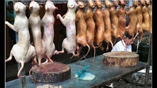 Cat Meat in restaurants [upl. by Profant570]