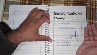 Role of auxin in plants in urdu hindi Phototropismpositive and negative geotropism [upl. by Nroht]