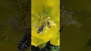 bees on a cactus flower [upl. by Gena]