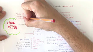 Mapa mental de citologia [upl. by Anna-Diana]