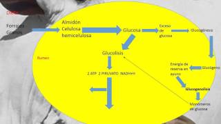 Rutas metabólicas en rumiantes [upl. by Nidraj]