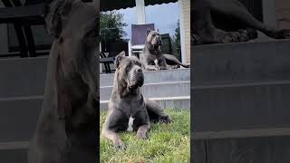 Cane corso dog 😱🥵 Large size dog pets shorts explore dog [upl. by Radnaskela544]