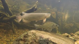 Australian bass and saratoga underwater feeding time [upl. by Ellehcam181]