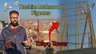 Hashim Mahmood pigeons 25 fil oncha jaal zkpegiongallery [upl. by Kcirevam]