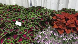 New Coleus for 2017 from Ball FloraPlant [upl. by Bent]