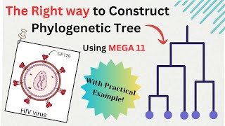 Construct Phylogenetic Tree using Mega 11  Phylogenetic analysis  Bioinformatics Tutorial [upl. by Sidoma]