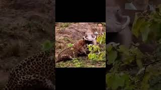 wild boar escapes leopard [upl. by Corel549]