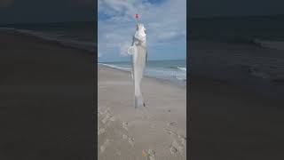 Catching whiting and pompano in the first cut near the beach tight lines [upl. by Rosmarin114]