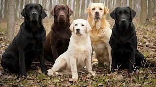 Labrador Retriever Facts [upl. by Ryley]