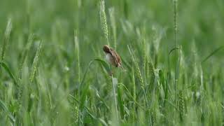 棕扇尾莺 Zitting Cisticola [upl. by Nevla]