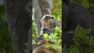 abandoned baby monkey awesome activies [upl. by Illom]