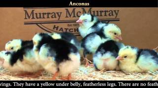 Ancona Chicks [upl. by Pan]