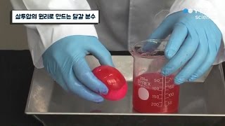 삼투압의 원리로 만드는 달걀 분수  YTN 사이언스 [upl. by Irah304]