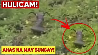 AHAS NA MAY SUNGAY HULICAM  MGA KAKAIBANG ITSURA NG AHAS [upl. by Lebasiram]