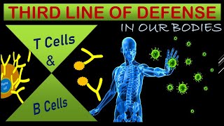 Third line of defense  Specific immune responseT cells and B cells  Cellular and humoral immunity [upl. by Raddie23]