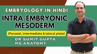 Intraembryonic mesoderm  Paraxial mesoderm  Lateral plate mesoderm  Intermediate mesoderm [upl. by Eldridge]