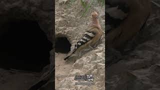 Call of hoopoe bird sounds  戴勝鳥叫聲 I金門戴勝求偶 [upl. by Norud]