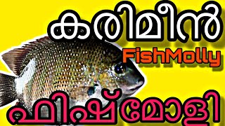 കരിമീൻ ഫിഷ്മോളി  Karimeen Fish Molly  Karimeen  Fish Molly  Nathoon tips  Karimeen Recipe [upl. by Niwled]