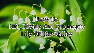 How To Propagate Lily Of The Valley Growing Lily Of The Valley Plant Propagation [upl. by Avram257]