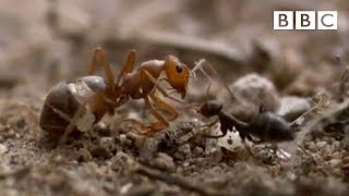 Ant colony raids a rival nest  Natural World  Empire of the Desert Ants  BBC [upl. by Lahcear]