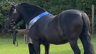 Horse show vlog 1st place amp reserve champion in hand showing horse horses equestrian [upl. by Adnolat]