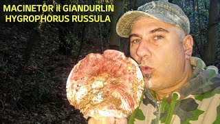 I GIANDURLIN  MACINETOR E Hygrophorus russula [upl. by Reffinnej]