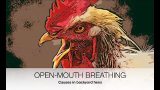 Open mouth breathing in chickens ACTUAL CAUSES  Sez the Vet [upl. by Marv]