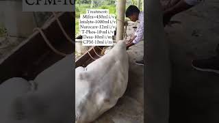 Downer cow syndrome after treatment ResultHypothermia calcium levels down Viral watch till end [upl. by Atteynek]