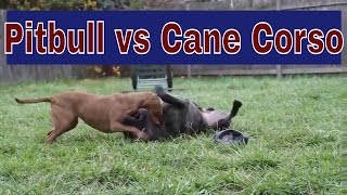 Pitbull vs Cane Corso Who Won The Fight [upl. by Salocin]