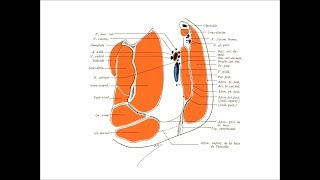 anatomie axillaire [upl. by Nerraj]