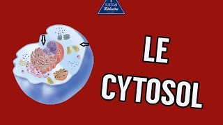 05  Le Cytosol [upl. by Vinaya]