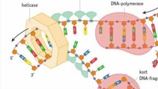 Biologie DNA replicatie [upl. by Troy]