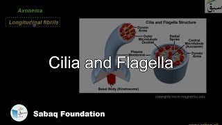 Cilia and Flagella Biology Lecture  Sabaqpk [upl. by Araht]