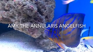 Amy the Annularis Angelfish Pomacanthus annularis [upl. by Alcinia902]