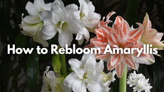 How to Rebloom an Amaryllis [upl. by Anal]