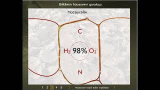 1 bitkilərdə hüceyrə toxuma mikroskopun quruluşu [upl. by Assilev]