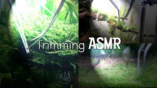 Underwater Gardening  ASMR Water Sounds [upl. by Almira]