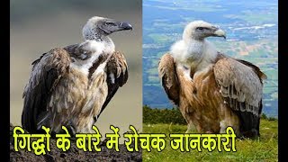 गिद्धों के बारे में रोचक जानकारी Amazing Vultures [upl. by Riatsala]