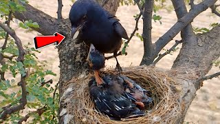 Drongo bird took wheat grain from somewhere and forcefully put in babies throat BirdPlusNature [upl. by Sum]