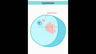 wait for it lysosome structure and function lysosomes class 11 [upl. by Gustave]